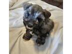 Schnauzer (Miniature) Puppy for sale in Clovis, CA, USA