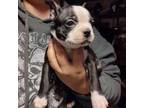 Boston Terrier Puppy for sale in Estacada, OR, USA