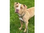 Roy American Pit Bull Terrier Adult Male