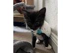 Biscotti Domestic Shorthair Kitten Female