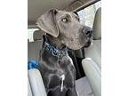 Bogart Great Dane Young Male
