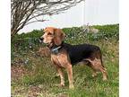 ROXY RAZZY BEA Beagle Adult Female