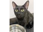 Candy Land Domestic Shorthair Adult Female