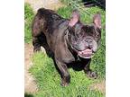 Vader French Bulldog Adult Male