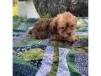Shih Tzu Puppy for sale in Heath Springs, SC, USA