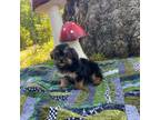 Shih Tzu Puppy for sale in Heath Springs, SC, USA