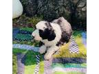 Mutt Puppy for sale in Heath Springs, SC, USA