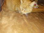 Snoopy Domestic Shorthair Young Female