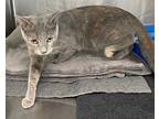 Persy Domestic Shorthair Young Female