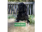 Huckle Berry SS D2024 RI Poodle (Miniature) Puppy Female