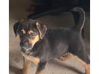 (ba) Queenie Mixed Breed (Medium) Puppy Female