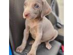 Weimaraner Puppy for sale in Ames, IA, USA