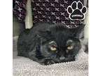 FC-Baby Domestic Shorthair Senior Female