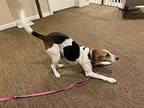 Snow Queen Treeing Walker Coonhound Female