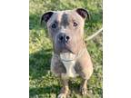Diesel Cane Corso Adult Male