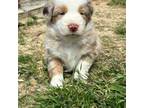 Miniature Australian Shepherd Puppy for sale in Winchester, TN, USA