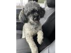 Bailey Poodle (Toy or Tea Cup) Senior Male