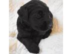 Schnauzer (Giant) Puppy for sale in Big Sandy, TX, USA