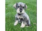 Schnauzer (Miniature) Puppy for sale in Springfield, OH, USA