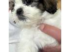 Shih Tzu Puppy for sale in Warren, MI, USA