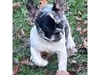 French Bulldog Puppy for sale in Marengo, IL, USA
