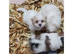 Shih Tzu Puppy for sale in Gloucester, VA, USA
