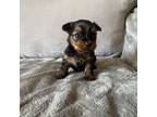 Yorkshire Terrier Puppy for sale in El Dorado Hills, CA, USA