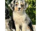 Cavapoo Puppy for sale in Alachua, FL, USA