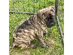 Bullmastiff Puppy for sale in Coalport, PA, USA