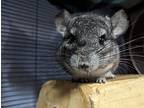 Remy, Chinchilla For Adoption In Montclair, California