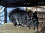 Chinnabon, Chinchilla For Adoption In Montclair, California