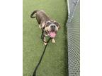 Winky 50, American Pit Bull Terrier For Adoption In Cleveland, Ohio