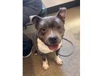 Alchemy 45, American Pit Bull Terrier For Adoption In Cleveland, Ohio