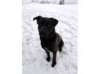 Drifter, Labrador Retriever For Adoption In Brockville, Ontario