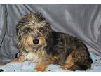 Roam, Terrier (unknown Type, Medium) For Adoption In Lafayette, Colorado