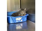 Zuko, Domestic Shorthair For Adoption In Sioux City, Iowa