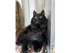 Pierre, Domestic Shorthair For Adoption In Prince George, British Columbia