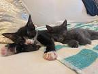 Chocolate And Twist, Domestic Shorthair For Adoption In New York, New York