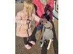 Millie, Labrador Retriever For Adoption In Bronson, Michigan