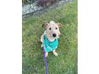 Dolce, Terrier (unknown Type, Small) For Adoption In Lynnwood, Washington