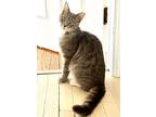 Scotty, Domestic Shorthair For Adoption In Oradell, New Jersey