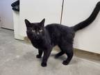 Dameon, Domestic Shorthair For Adoption In Chilton, Wisconsin