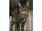 Meatball, Domestic Shorthair For Adoption In Chilton, Wisconsin