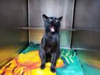 Stefano, Domestic Shorthair For Adoption In Chilton, Wisconsin