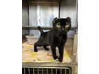 Phoenix, Domestic Shorthair For Adoption In Chilton, Wisconsin