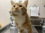 O.j., Domestic Shorthair For Adoption In Chilton, Wisconsin