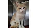Botchy, Domestic Shorthair For Adoption In Chilton, Wisconsin