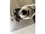 Norman, Rat Terrier For Adoption In Chilton, Wisconsin