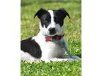 Capri, Jack Russell Terrier For Adoption In Summit, New Jersey