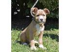 Cash, Terrier (unknown Type, Medium) For Adoption In Summit, New Jersey